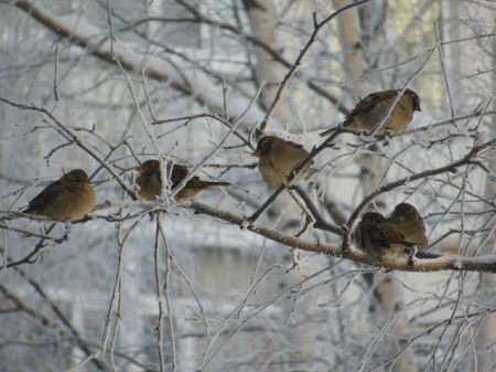 Пермякам предлагают покормить зимующих птиц