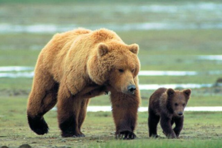 В Прикамье участились случаи выхода к людям бурых медведей