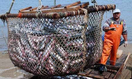 России грозит дефицит рыбной продукции из-за нового эмбарго